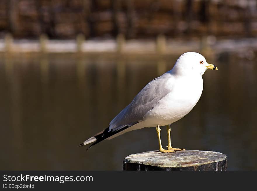 A white and gray seagull enjoying the warmth of the sun on a wooden post on the shore of a lake in early spring. A white and gray seagull enjoying the warmth of the sun on a wooden post on the shore of a lake in early spring.