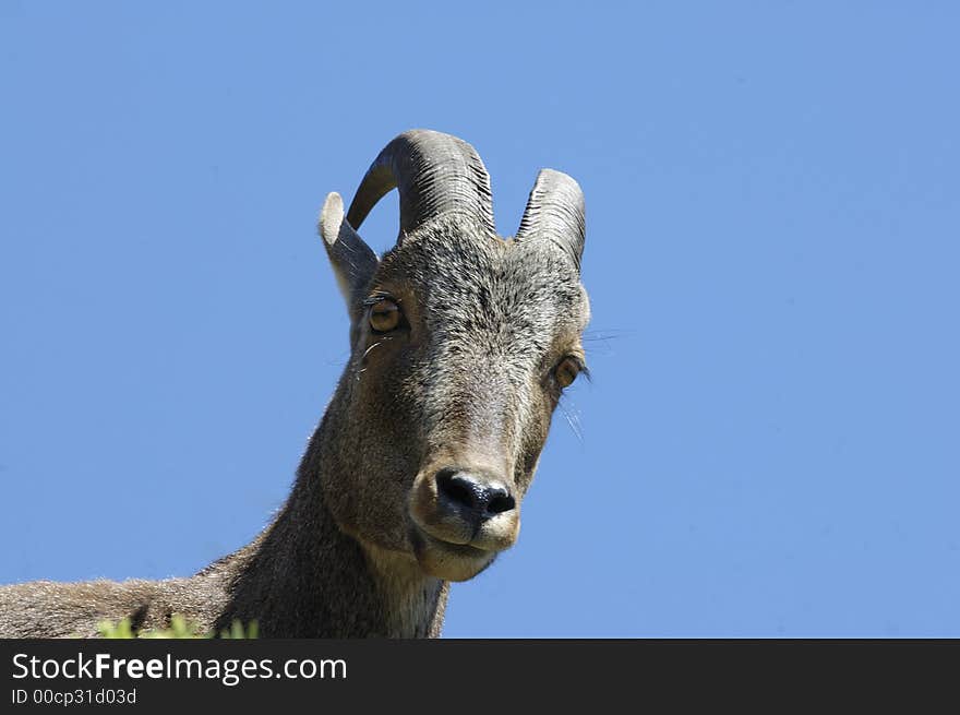 The endangered and rare species of Mountain Goat,Hemitragus hylocrius, at Eravikulam National Park, Kerala, India. The endangered and rare species of Mountain Goat,Hemitragus hylocrius, at Eravikulam National Park, Kerala, India