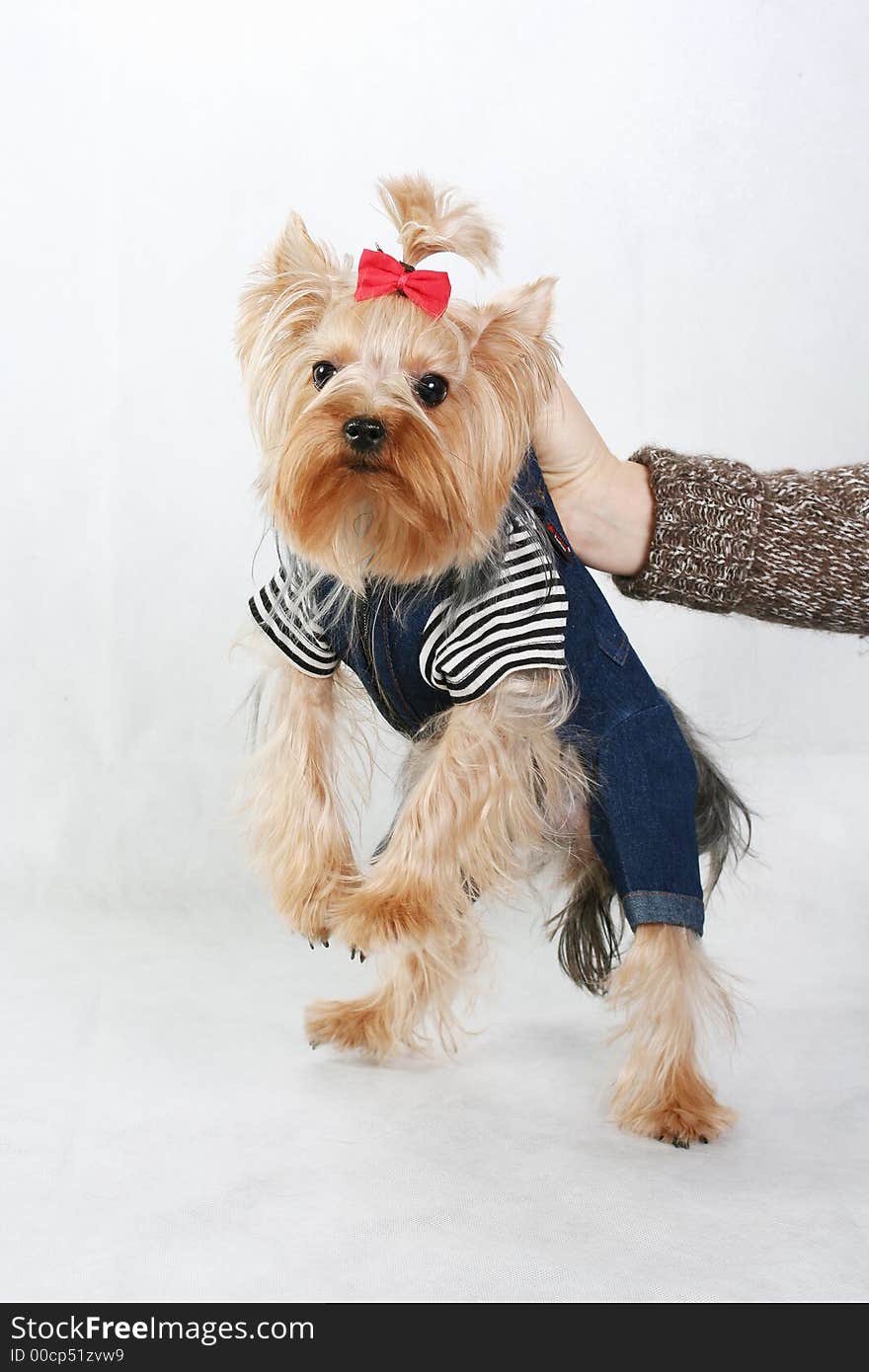 Amusing yorkshire terrier with a red bow. Amusing yorkshire terrier with a red bow