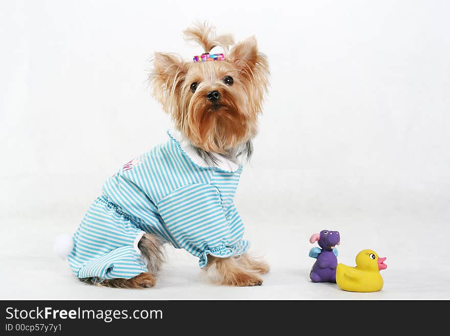 Amusing yorkshire terrier with toys. Amusing yorkshire terrier with toys