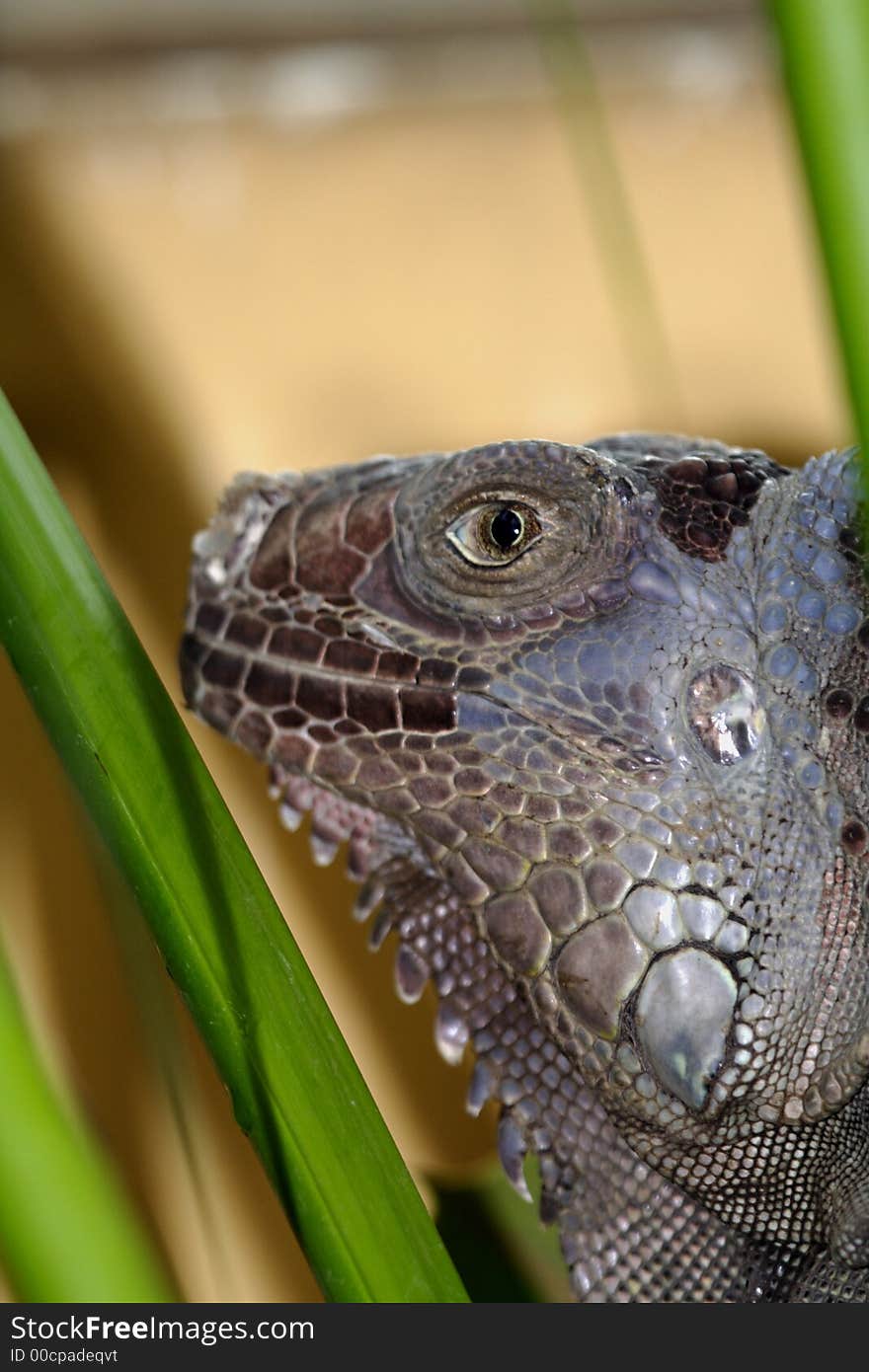 Iguanas can be considered an invasive species along the gulf coast of Florida, especially on Gasparilla Island (where there is an estimated population of over 12000).