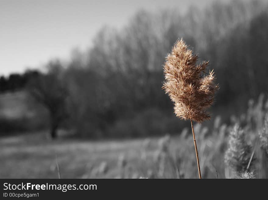 One solitary piece of puffy grass sticks up. One solitary piece of puffy grass sticks up