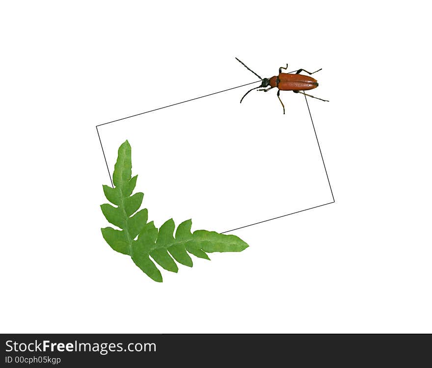 Card With The Bug And Fern