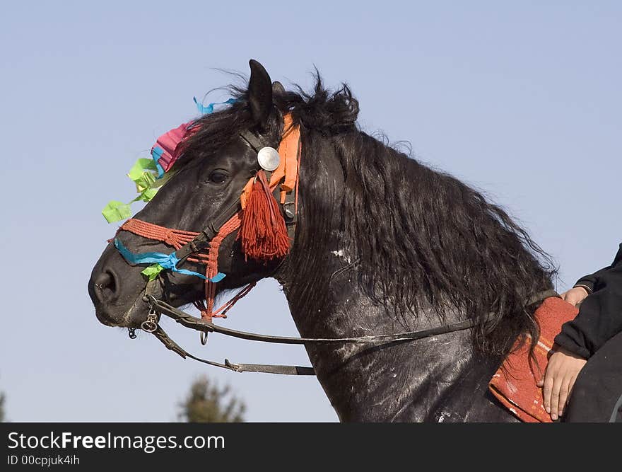 Horse portrait