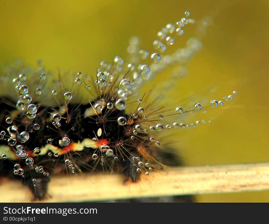 Insect In Drops