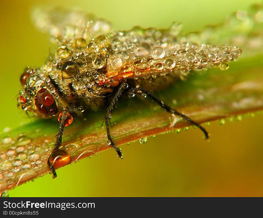 Insect In Drops