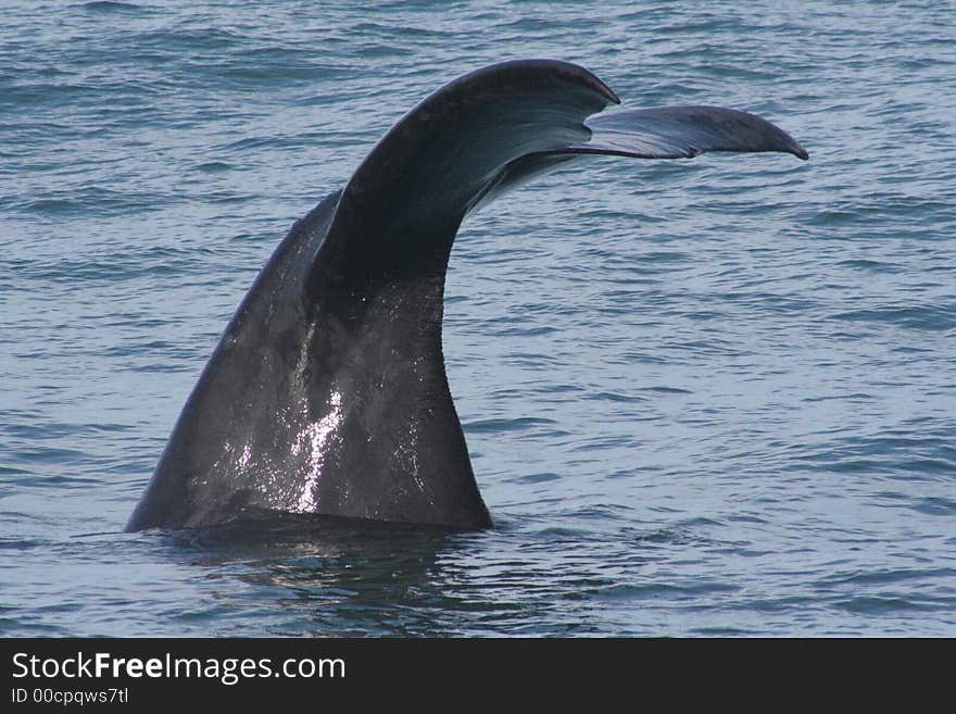 A dripping tail of a southern right whale whale taken at , Hermanus, South Africa. A dripping tail of a southern right whale whale taken at , Hermanus, South Africa