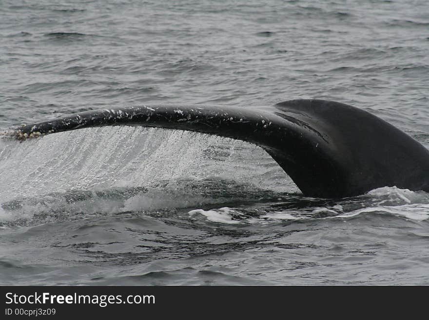 A dripping tail of a humpback whale taken at Mudge Point, Hermanus, South Africa. A dripping tail of a humpback whale taken at Mudge Point, Hermanus, South Africa