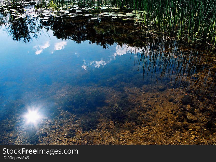 River's bottom, plants and reflection of sky and sun. River's bottom, plants and reflection of sky and sun