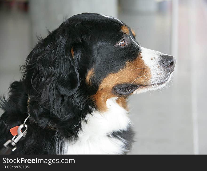 Nice Berner Dog 2