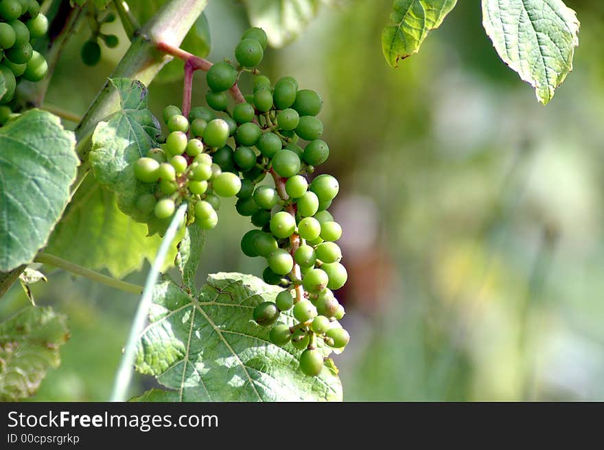 Green grapes