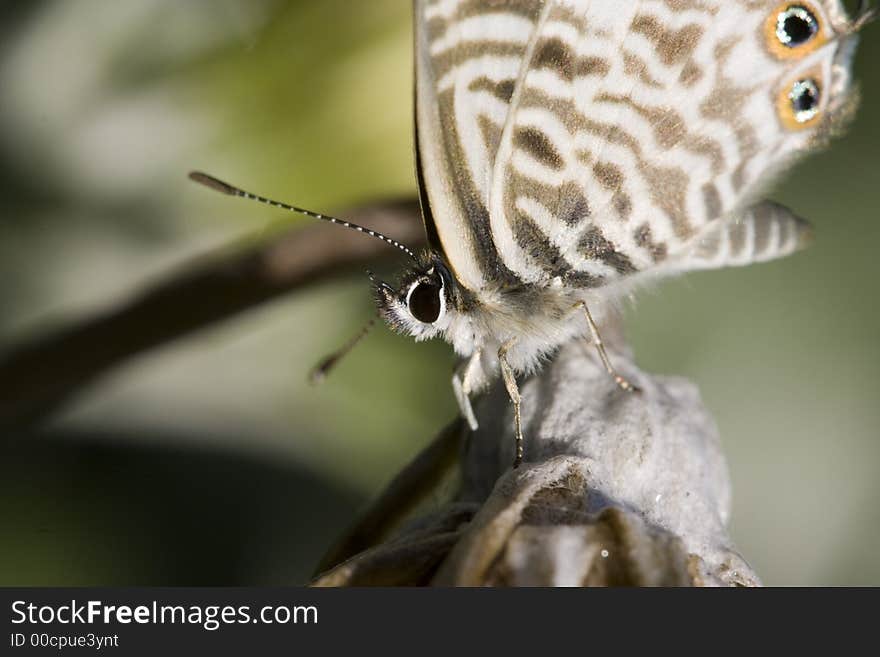 Extreme close up of a little butterfly with eye pattern on its wings. Extreme close up of a little butterfly with eye pattern on its wings