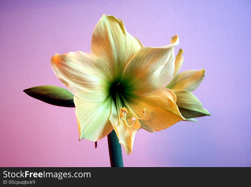 Amarillis Hippeastrum - Lemon Lime, home decorative bulbs