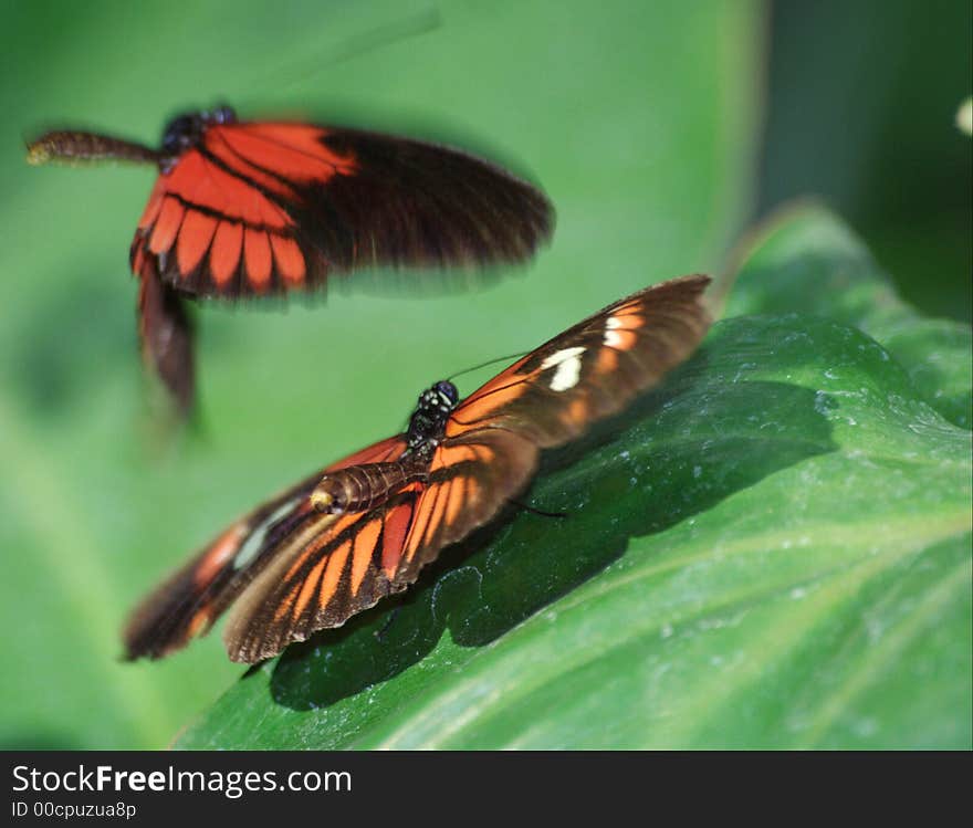 2 butterfly's in Blijdorp zoo Rotterdam