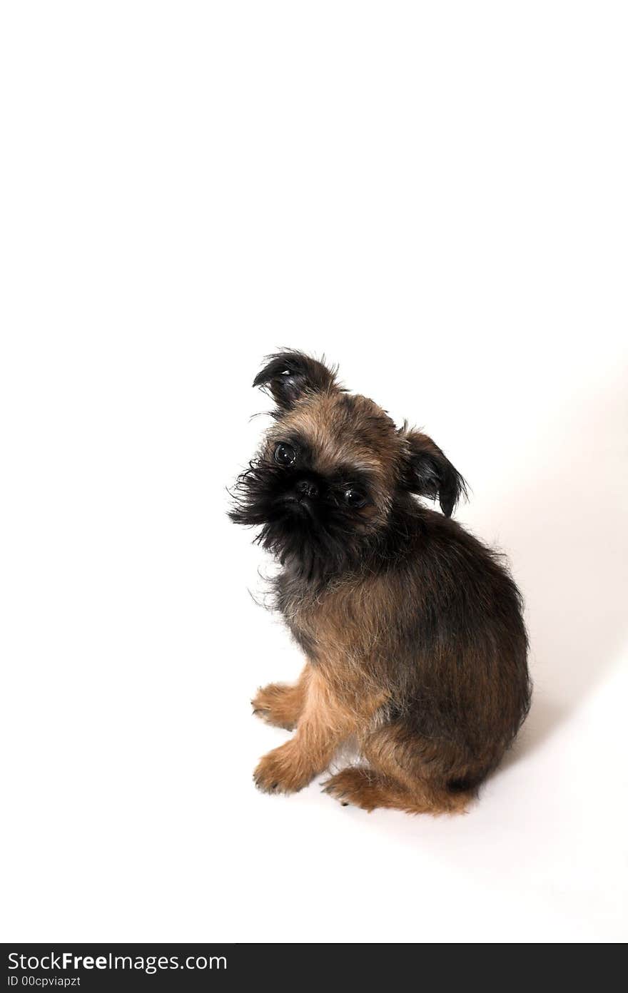 Little baby dod sitting over white background. Little baby dod sitting over white background