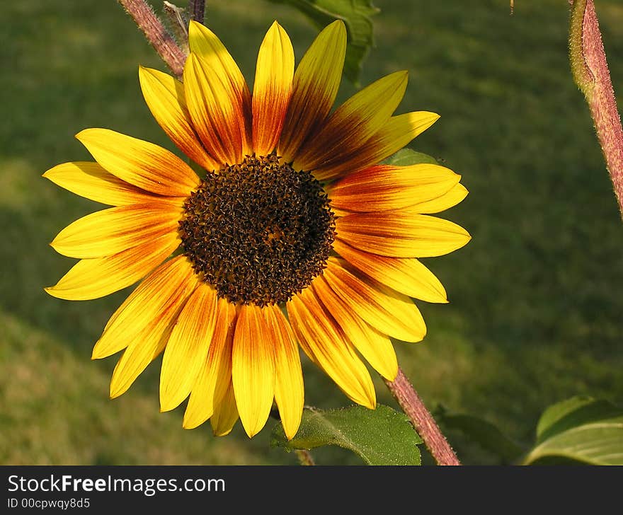 A beautiful backyard sunflower soaks up the late day sun. A beautiful backyard sunflower soaks up the late day sun