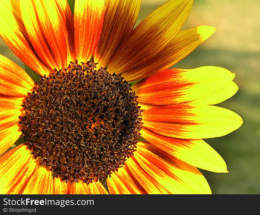 A beautiful backyard sunflower soaks up the late day sun. A beautiful backyard sunflower soaks up the late day sun