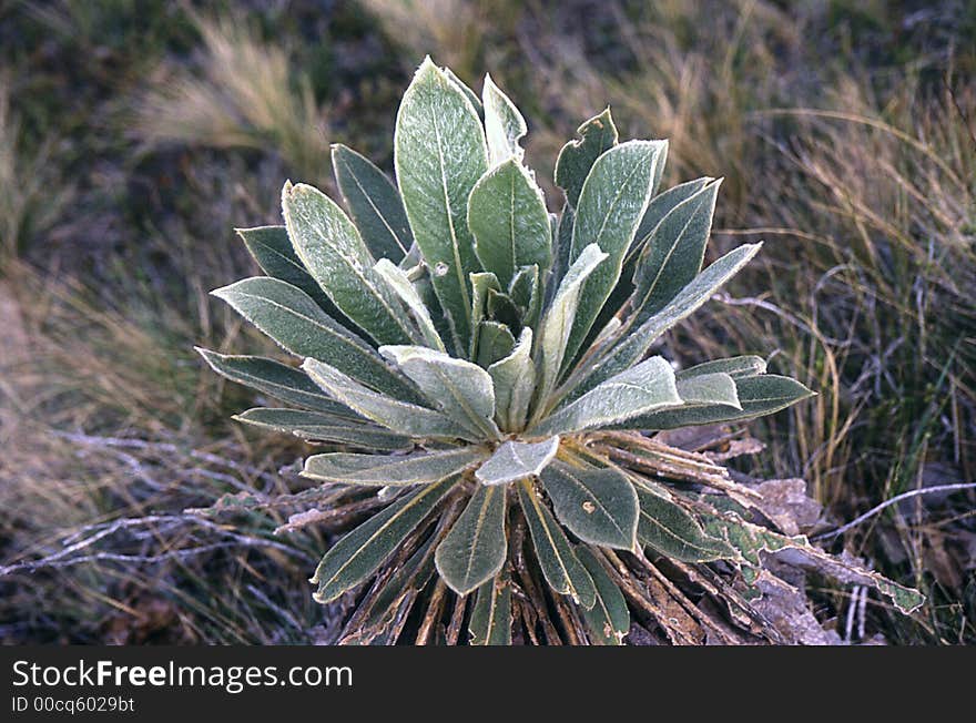 This plant seems to grow only at 10000 feet on the Andes near Bogotᬠwhere the climat, although cold and near freezing at night, is just right for it. This plant seems to grow only at 10000 feet on the Andes near Bogotᬠwhere the climat, although cold and near freezing at night, is just right for it.