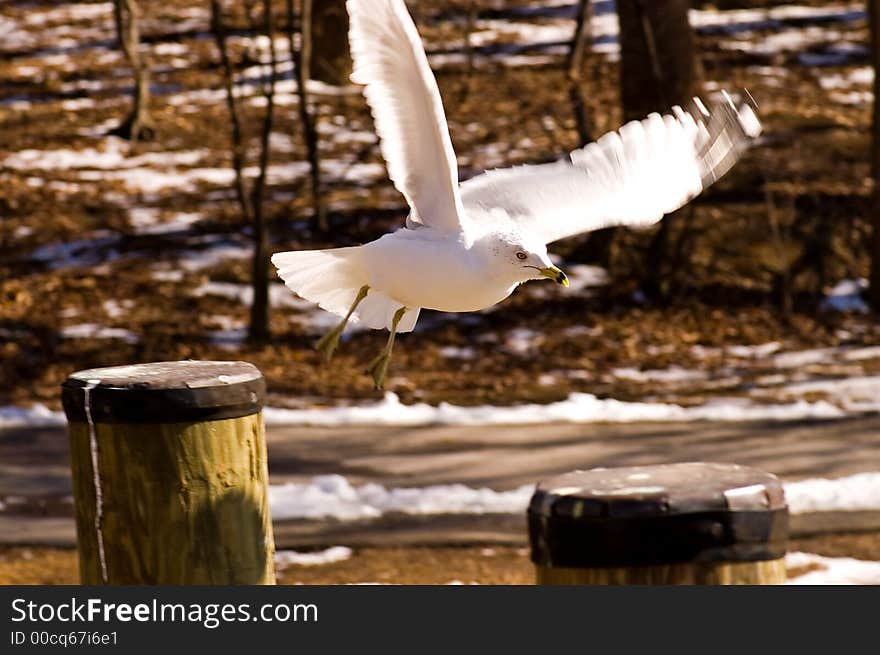 A white and gray seagull with wings outspread, takes off flying on the shore of a lake in early spring. A white and gray seagull with wings outspread, takes off flying on the shore of a lake in early spring.