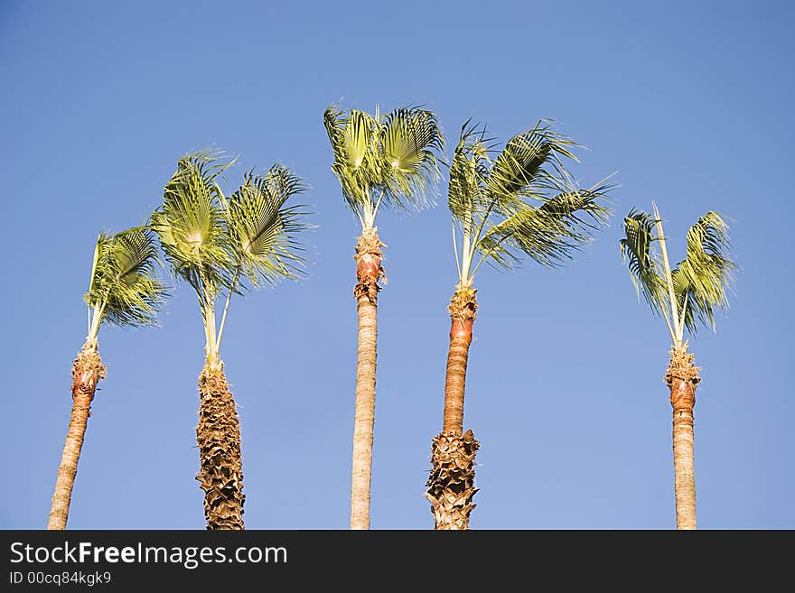 Palm Tress