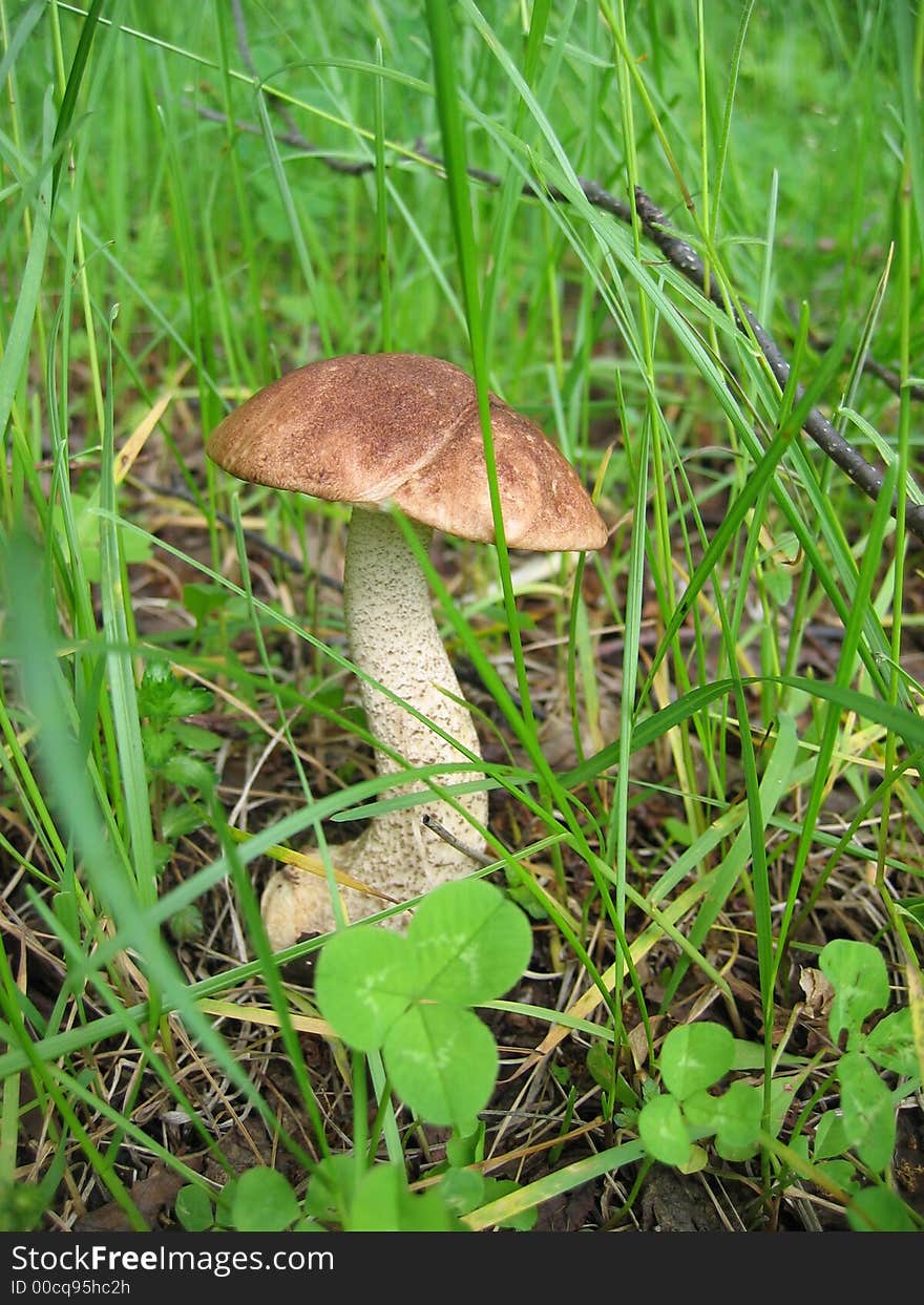 Brown cap boletus