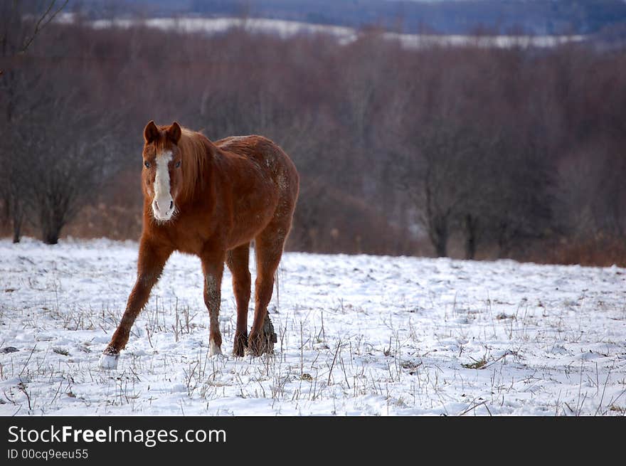 Pretty Pony