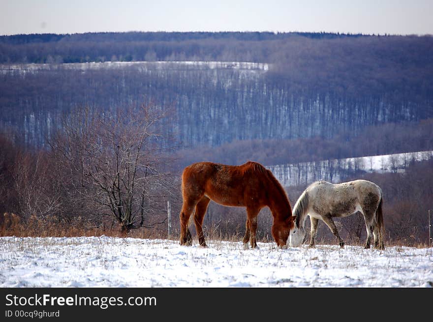 Two horses grazing on a rural mountainside.