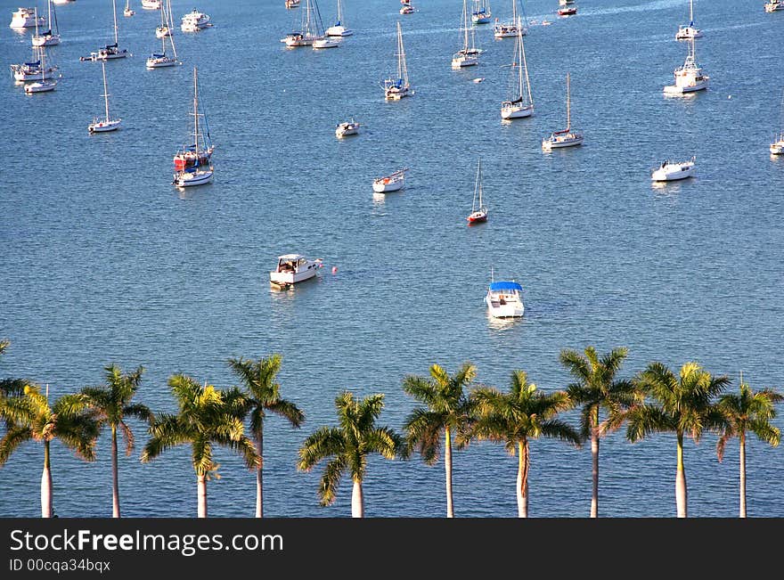 Row and palms with multiple boats on the background. Row and palms with multiple boats on the background