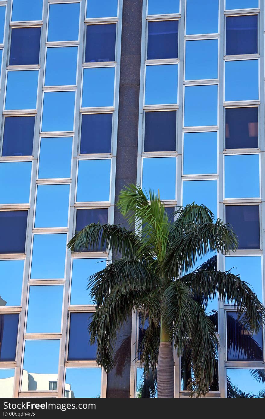 Palm tree with modern building exterior as the background. Palm tree with modern building exterior as the background