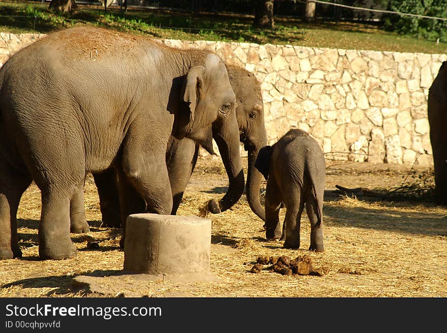 Elephant family in Ramat Gan zoo, Israel. Elephant family in Ramat Gan zoo, Israel