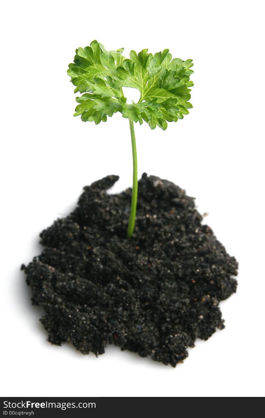 Green plant isolated on white