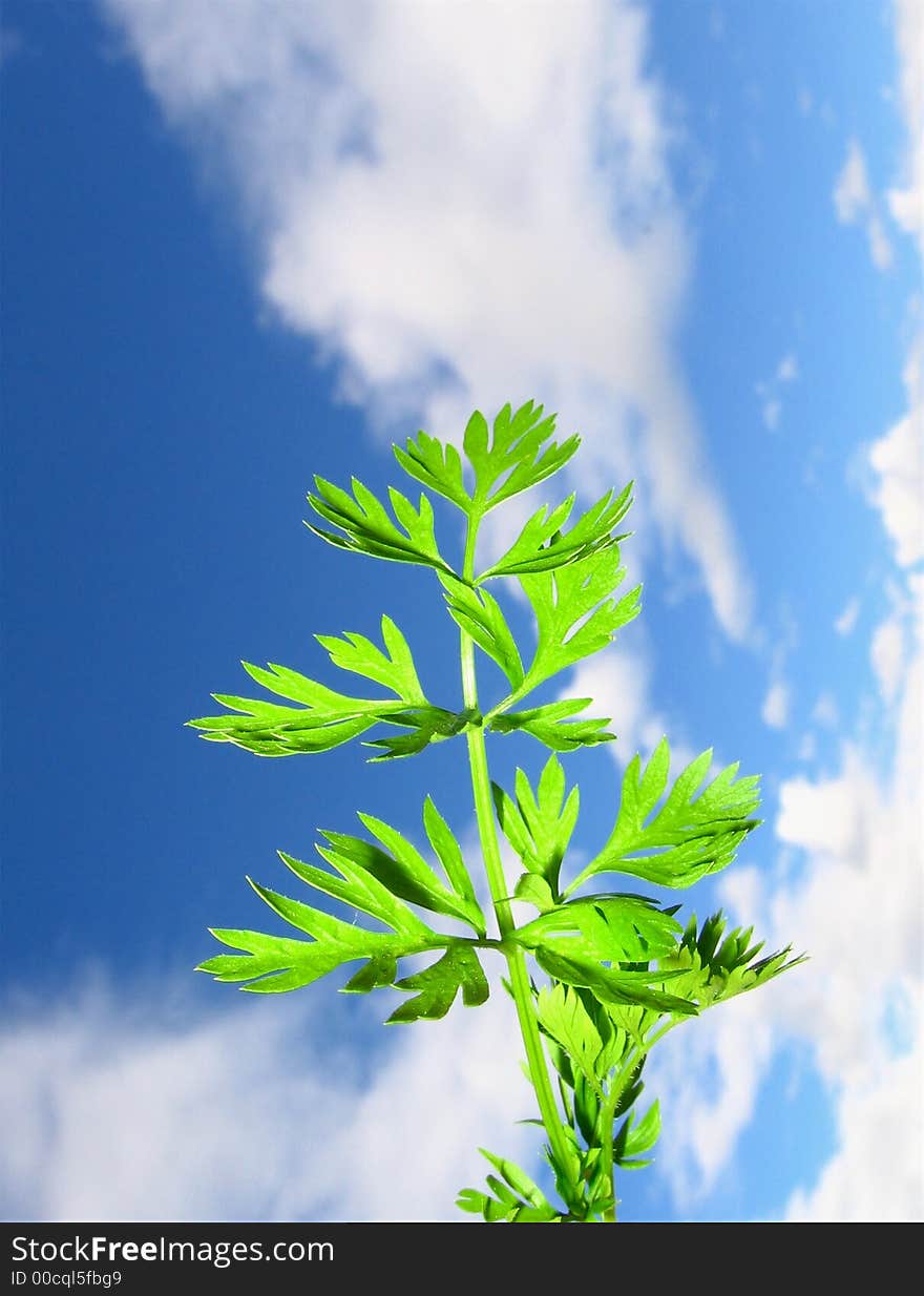 Carrot leaves on cloudly blue sky, new life. Carrot leaves on cloudly blue sky, new life