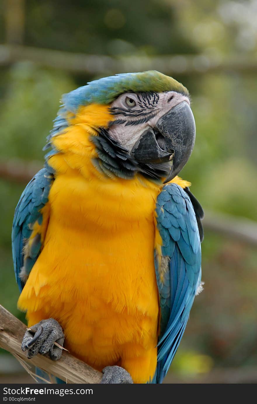 Blue and Yellow Macaw Parrot (44)