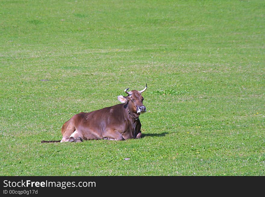 Nice Big old brown cow. Nice Big old brown cow