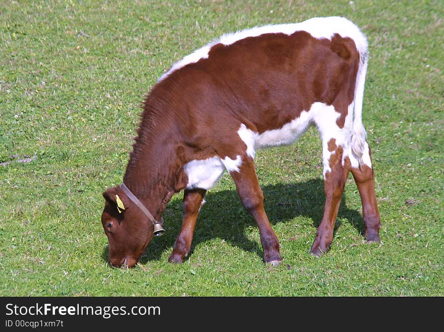 Nice little young brown cow. Nice little young brown cow