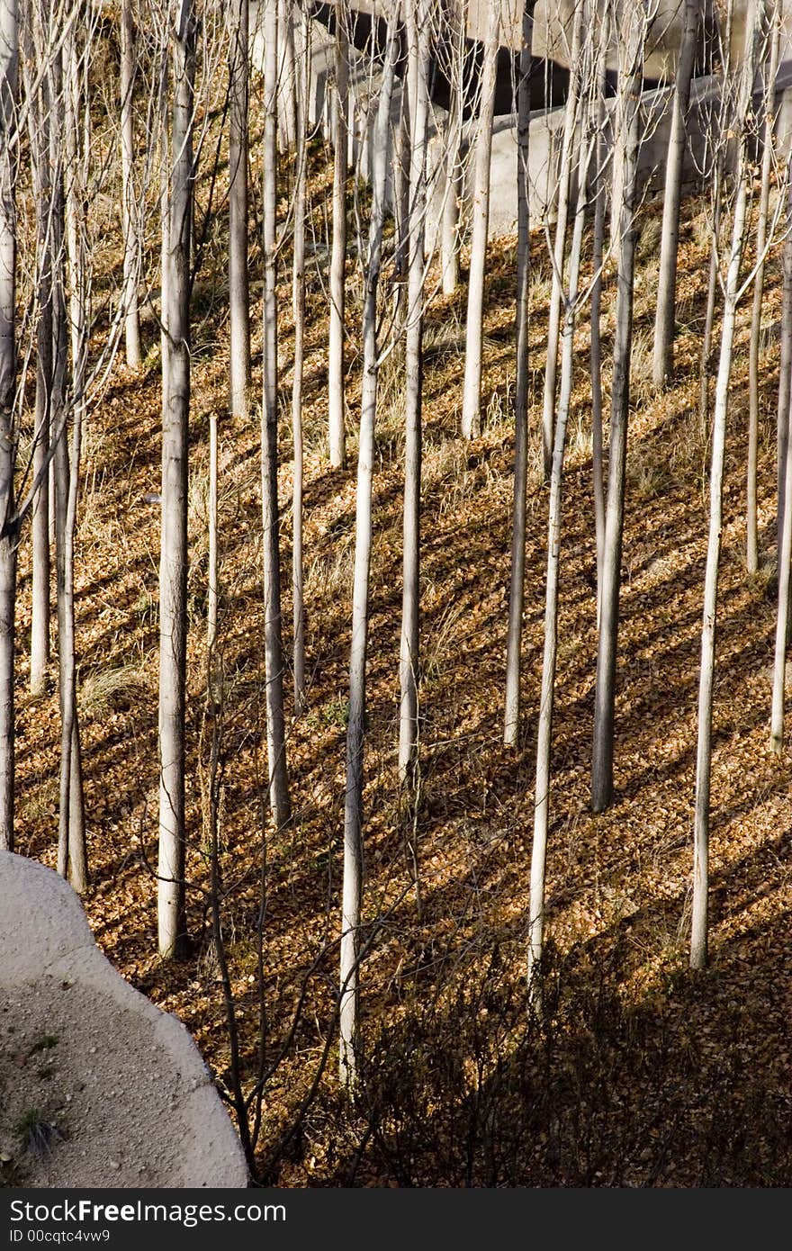 Trees forest turkey canyon diagonal