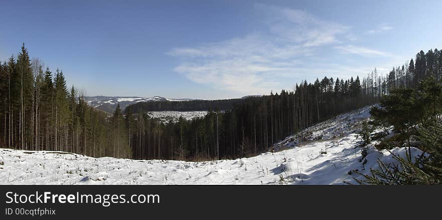 Panoramic picture of forest landscape in winter. Panoramic picture of forest landscape in winter