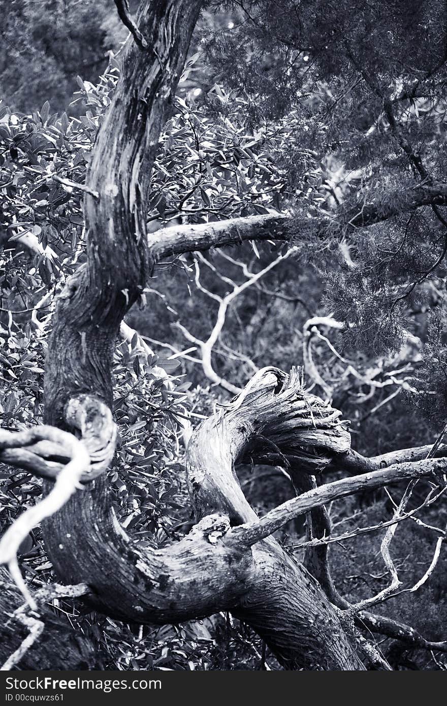 Maze of trees on the coast of Florida