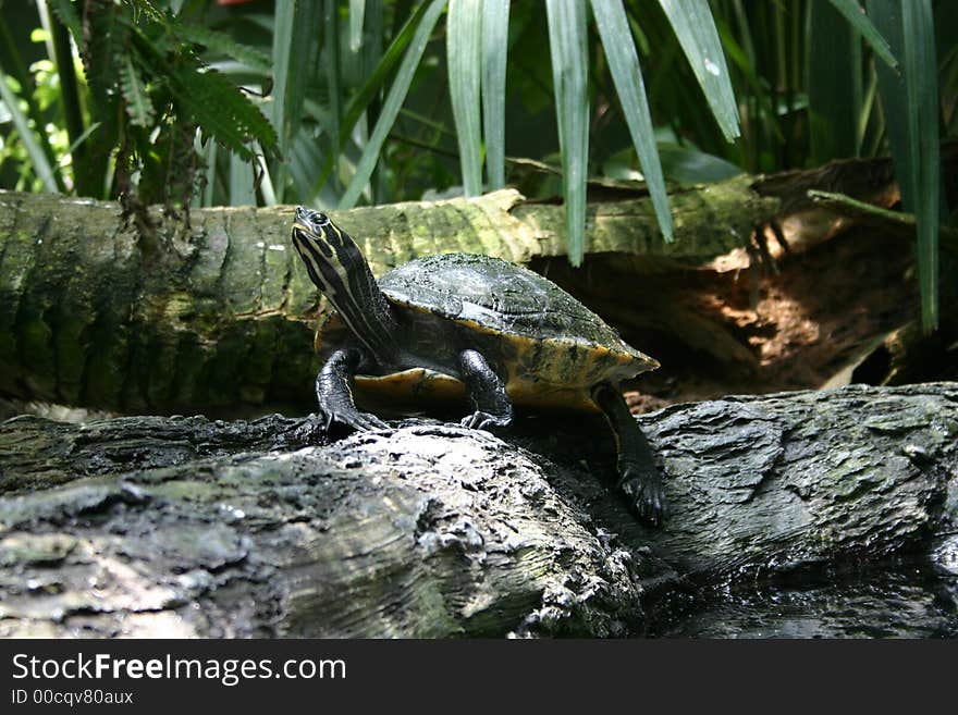 Sunbathing turtle