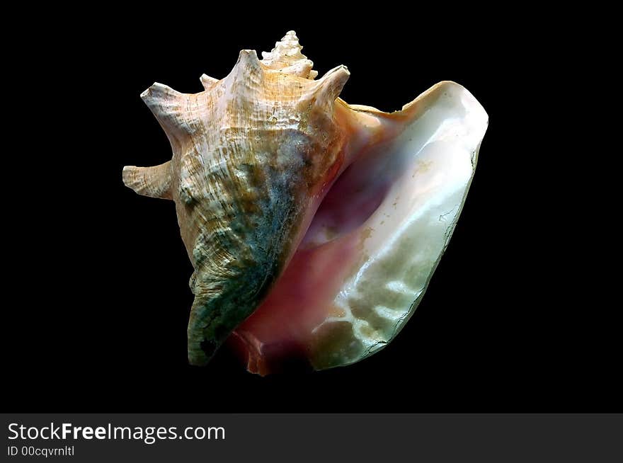 Closeup of a large conch shell