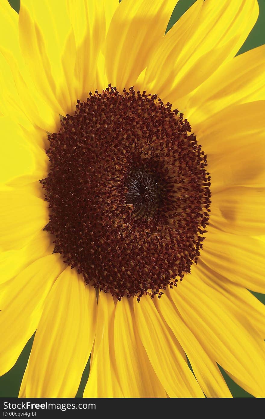 Macro On Sunflower