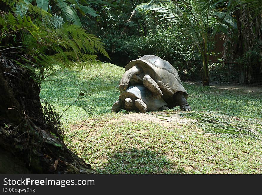 Giant Tortoise