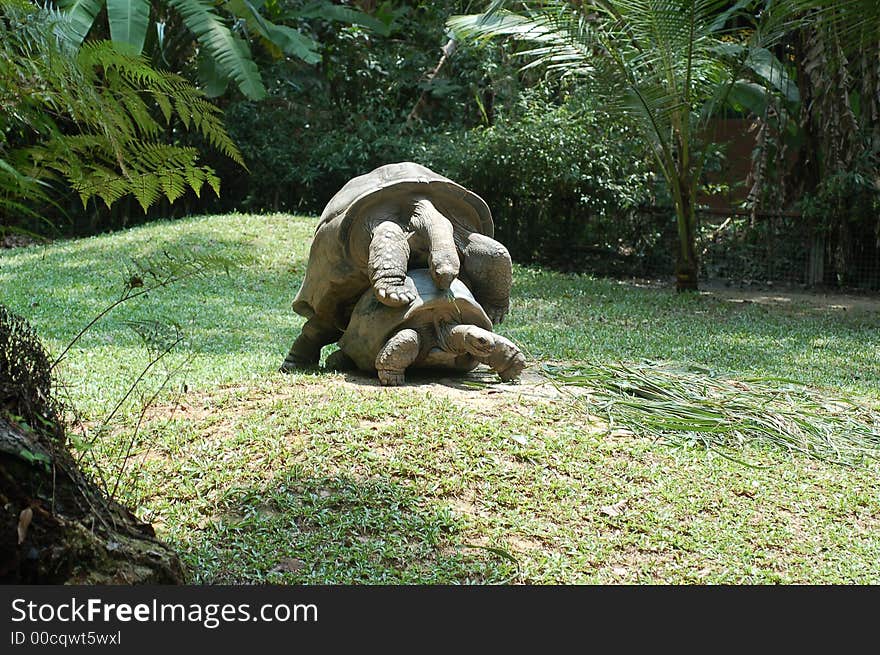 Giant Tortoise2