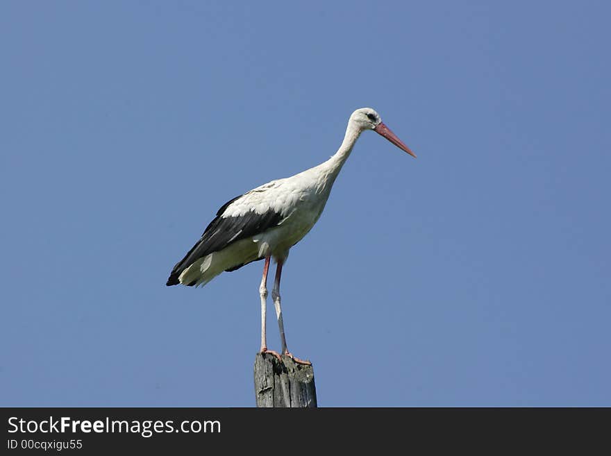 Stork