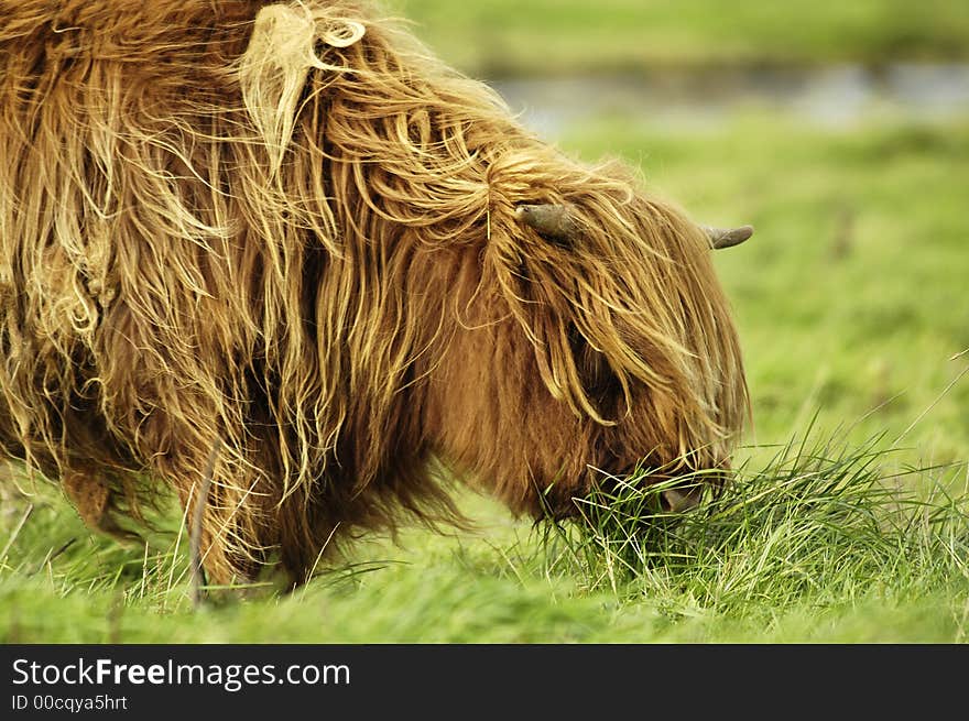 A grazing hairy galloway cattle on Langeoog Island (Germany). A green meadow fills the right side and the background. A grazing hairy galloway cattle on Langeoog Island (Germany). A green meadow fills the right side and the background.