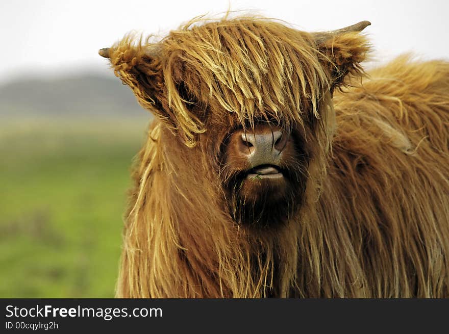 The focus of the picture is on the hairy head of a Galloway cattle on Langeoog Island (Germany) which is chewing on some grass. A blurred green meadow and dunes are visible on the left side in the background.