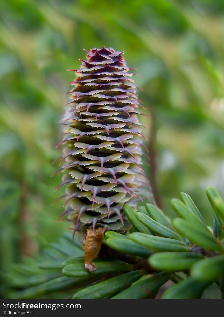 Colourful cone