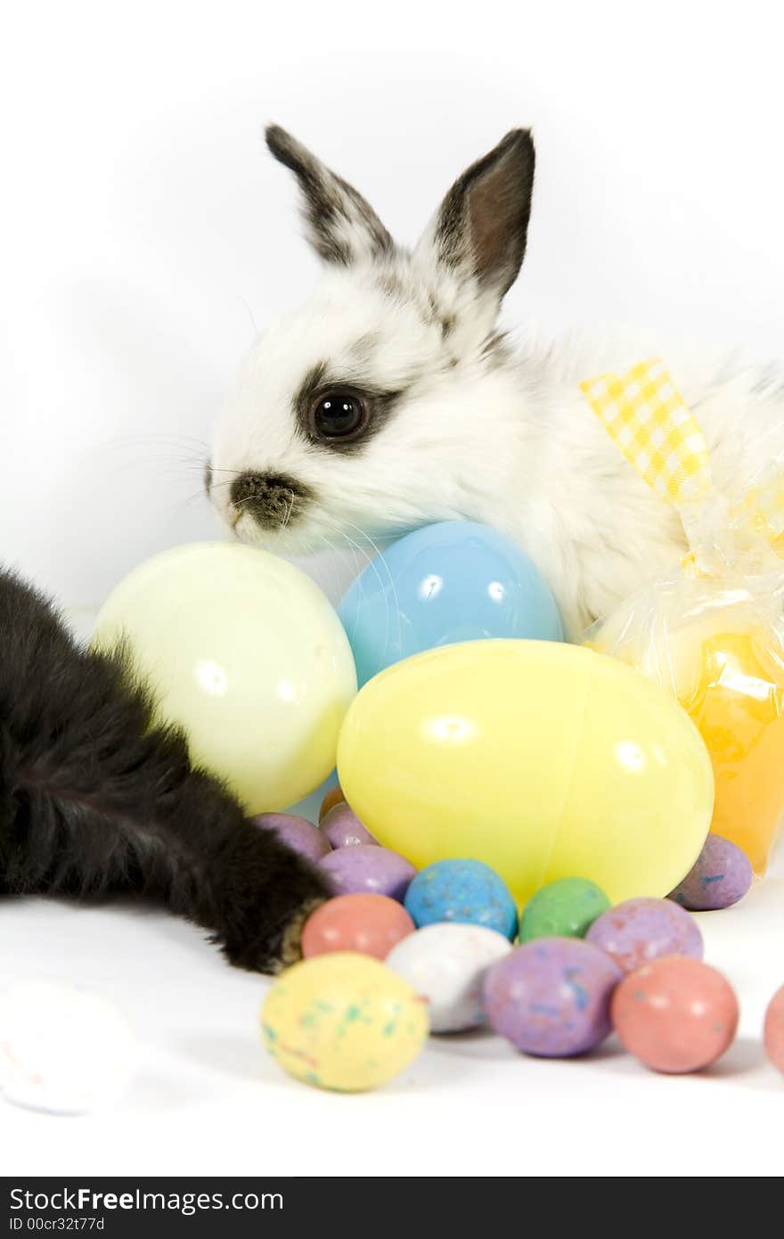 Adorable baby bunny rabbits with easter props. Adorable baby bunny rabbits with easter props