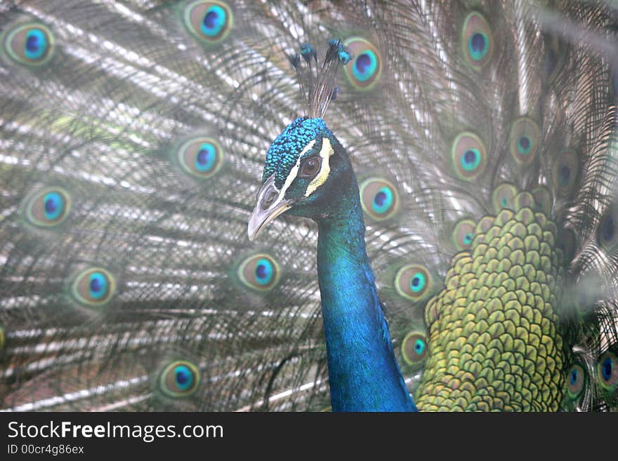 Peacock