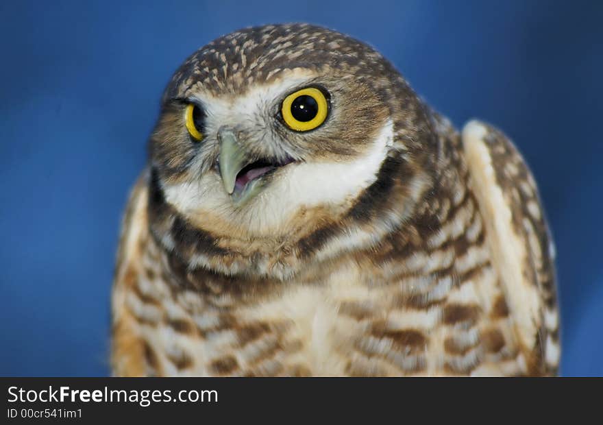 Burrowing Owl (portrait)